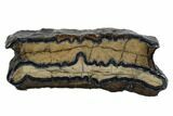 Mammoth Molar Slice With Case - South Carolina #106495-1